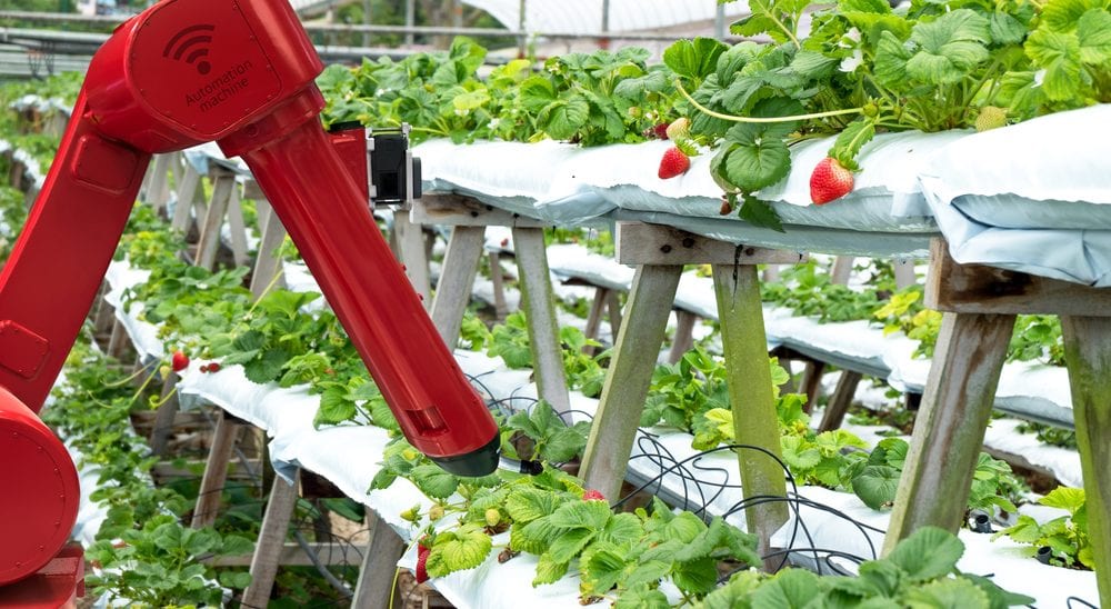 An image of , AI, Could a robot pick your peaches? How AI could transform global fruit farming